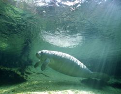 I shot this image of a West Indian Manatee at Blue Spring... by Robyn Churchill 